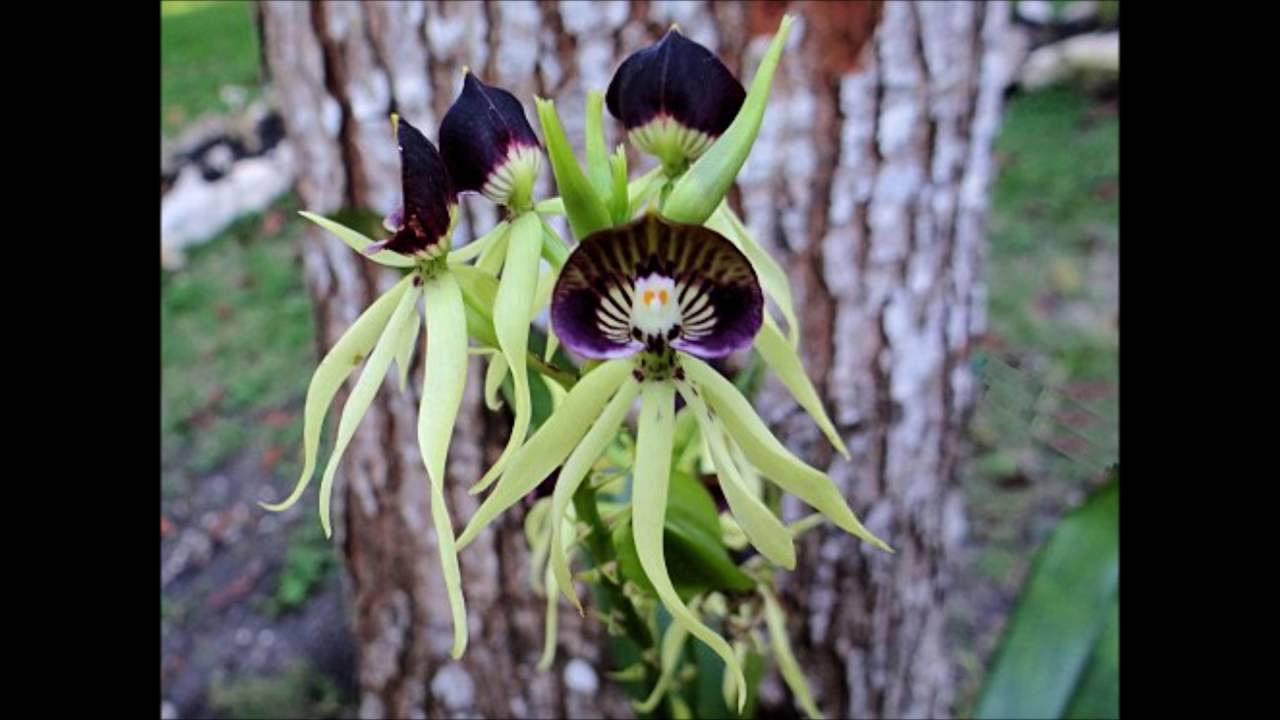 locos por las plantas: fichas tecnicas de orquideas chysis - thptnganamst.edu.vn