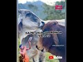 Beckham Kauiiue Kaipeturua Ombaranga Track12 2024 Album Kuazikua Beckham Kauiiue Kaipeturua Ombaranga Track12 2024 Album Kuazikua