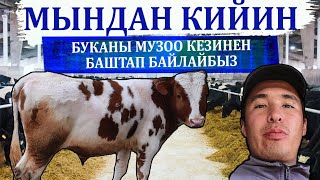 Бука туулары менен дароо байлап баштайбыз