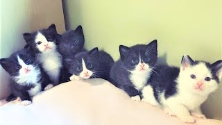6 Precious Kittens were Rescued from Outside