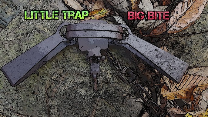 Duke Traps Bear Trap #16 Bear 16 Offset Steel Large Display Trap 0725  [FC-011627007259] - Cheaper Than Dirt