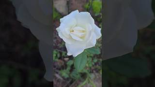 new rose collections in my homeroselovegardeningnaturerainshortfeeds
