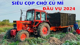 Nhổ củ mì đầu vụ 2024, nắng 6 tháng mới có 2 cây mưa là ngập nước rồi