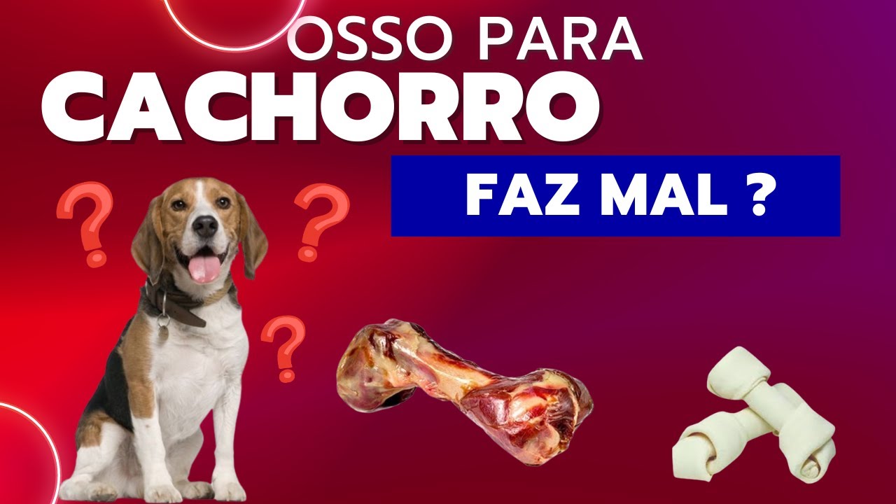 Osso para cachorro faz mal ? Entenda os os riscos , veja os prós e ...