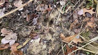 Flatwoods Management Plan