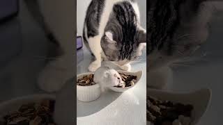 Cat Meets Brave Little Mouse#catandmouse #funnyanimals #meowchase #cutefight #petshorts