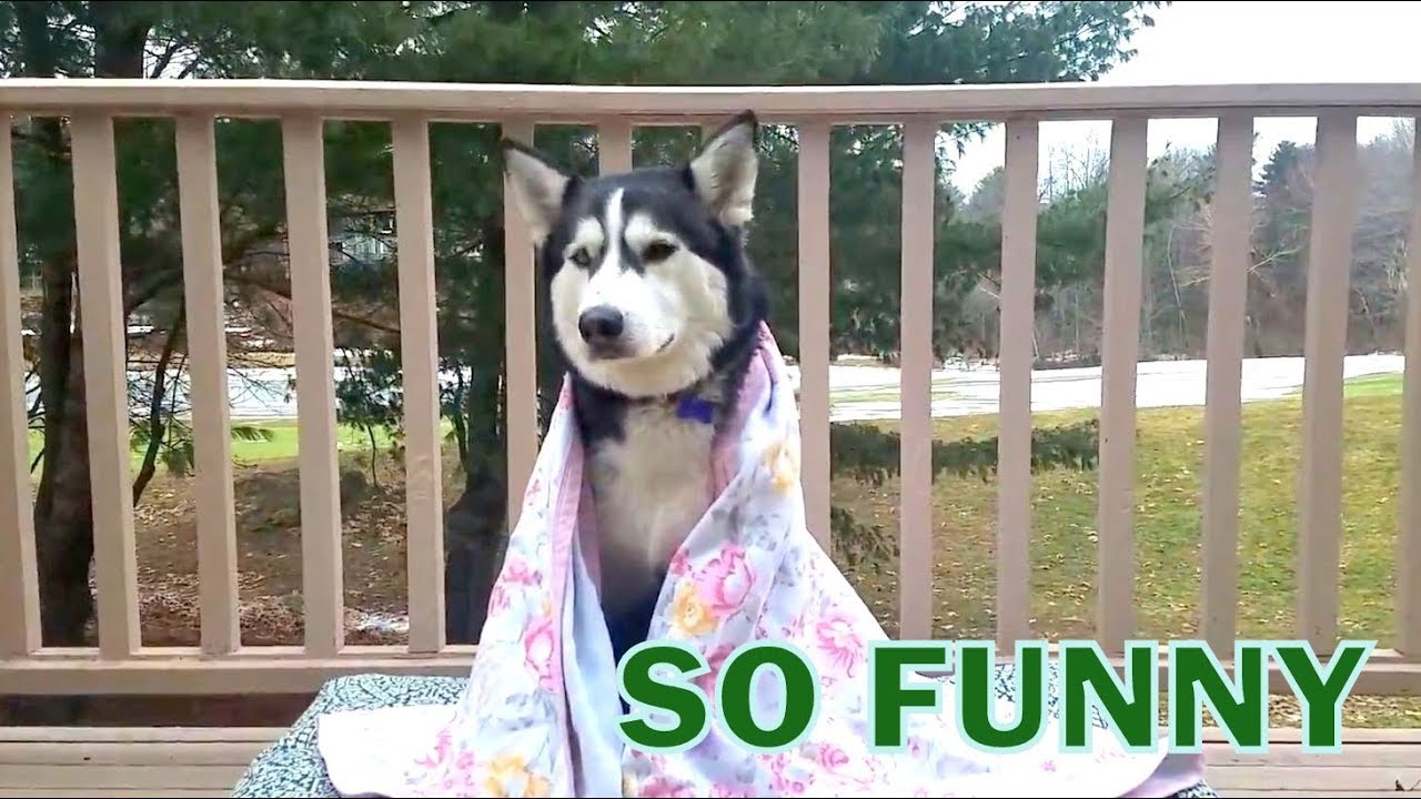 Cute Siberian Husky Hates Blankets YouTube