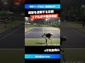 #関東撃破請負人 #不死鳥桃山降臨【関西リーグ2025/最終戦S3】桃山晃(近大) #shorts #テニス #tennis