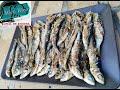 Sardinas a la plancha