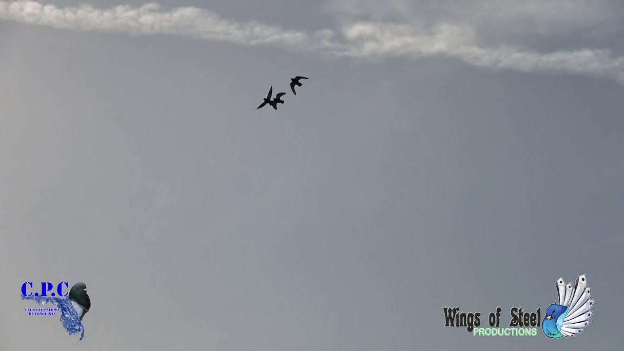 cpc 2019 / 2020 2nda vuelta del palomo de bolaños