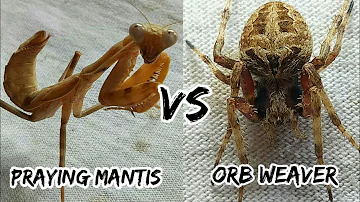 praying mantis vs orb weavers / spider fight