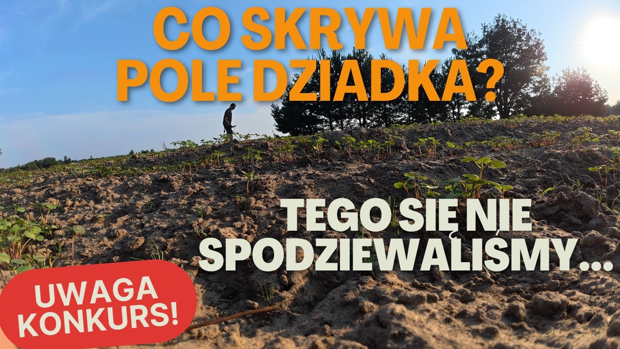 (NIE)ZWYKŁE PORZĄDKI NA POLU DZIADKA Kolana się ugięły jak to wykopaliśmy!
