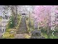 花降る里、京都・京北 桜めぐり|樹齢四百年の名木と、日本の原風景に出会う春の旅