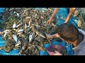 Real Net Fishing In Bangladesh ll Lot Of Fish Catching Using By Net l Best Beautiful Natural Fishing