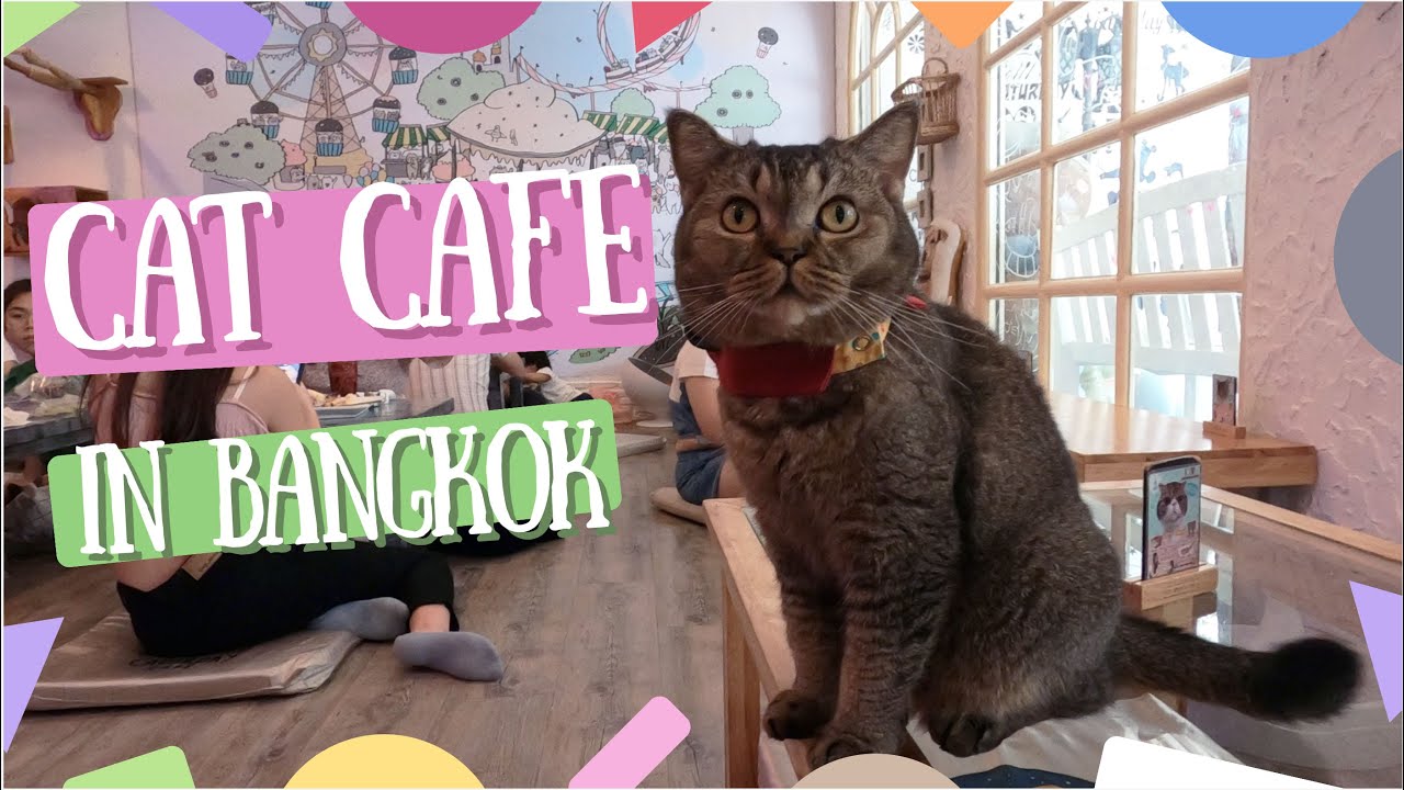[4K]  Caturday cat cafe - คาเฟ่แมวห่างจากบีทีเอสราชเทวีแค่หนึ่งนาที - น้องแมวน่ารักม้ากก
