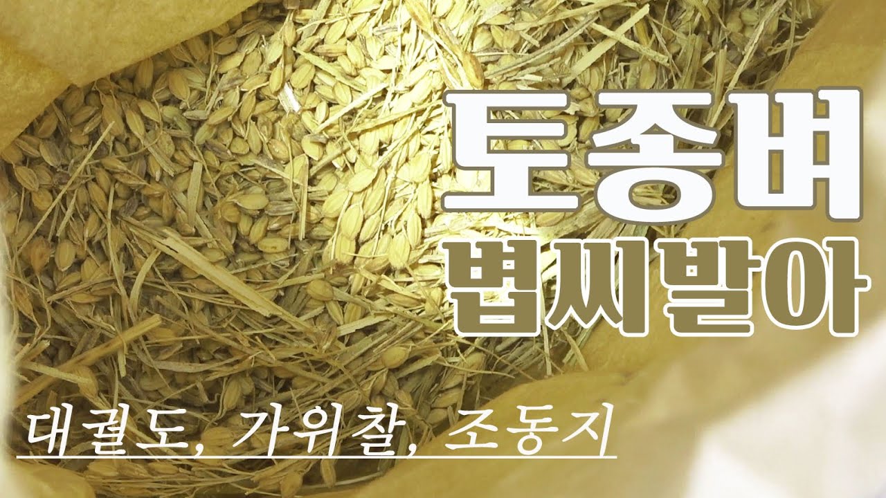 벼농사의 시작, 못자리 만들기 | 토종벼 볍씨 발아하기 - 대궐도, 가위찰, 조동지 - YouTube