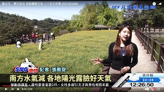 魯冰花、櫻花綻放 搭貓纜賞花海 八大民生新聞 2021022405