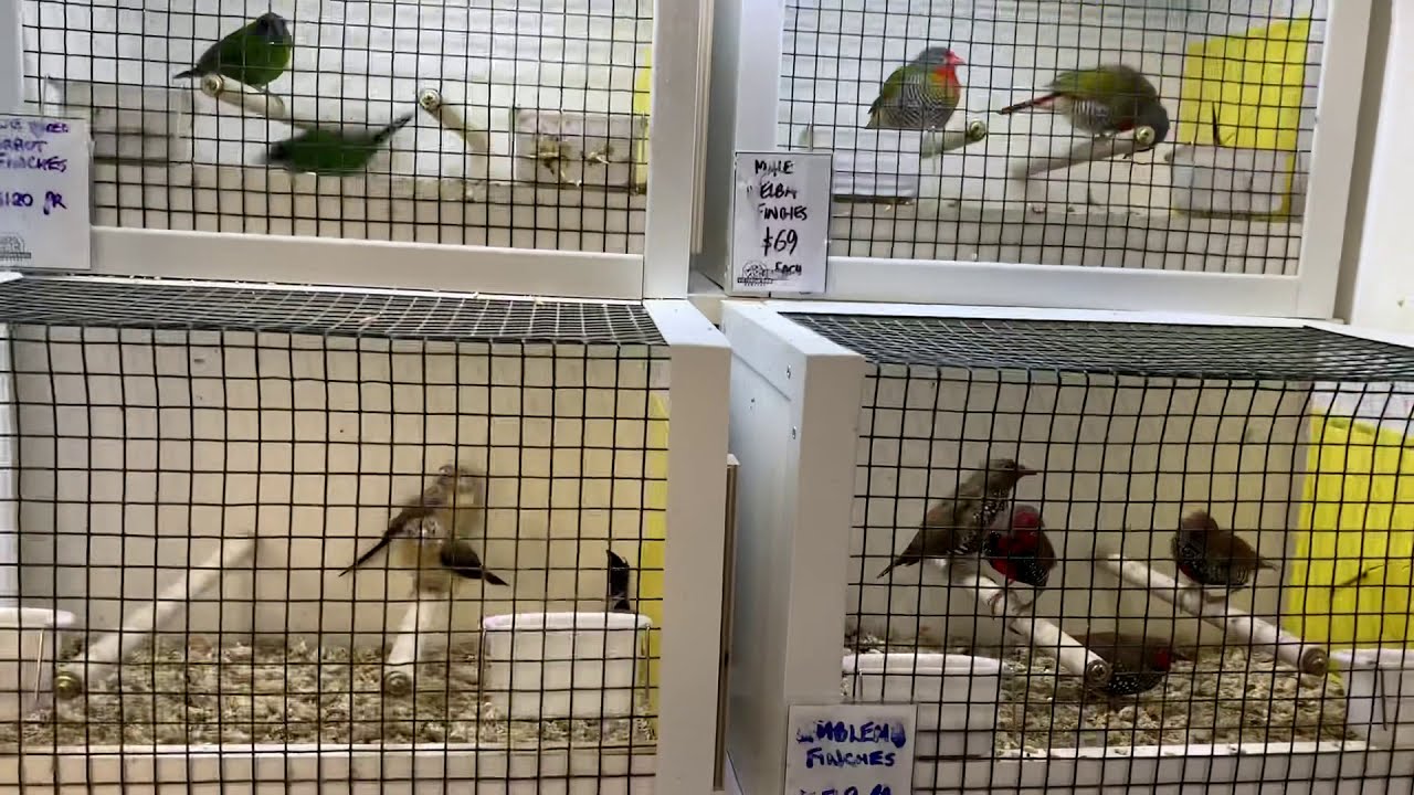 Finch for sale Melbourne Huge Variety YouTube