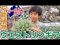 【管理方法・剪定】オーストラリア原産の万能植物 ウエストリンギア!!徹底解説!