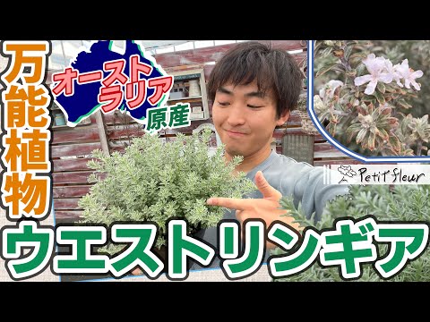 Care & Pruning] A Thorough Guide to Westringia: The Versatile