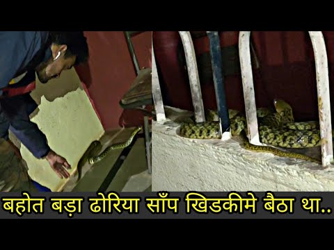 gurukulam film इस साँपके ग़ुस्सेकि वजहसे लोग डरकर इसे मारते है..big checkered keelback rescued.