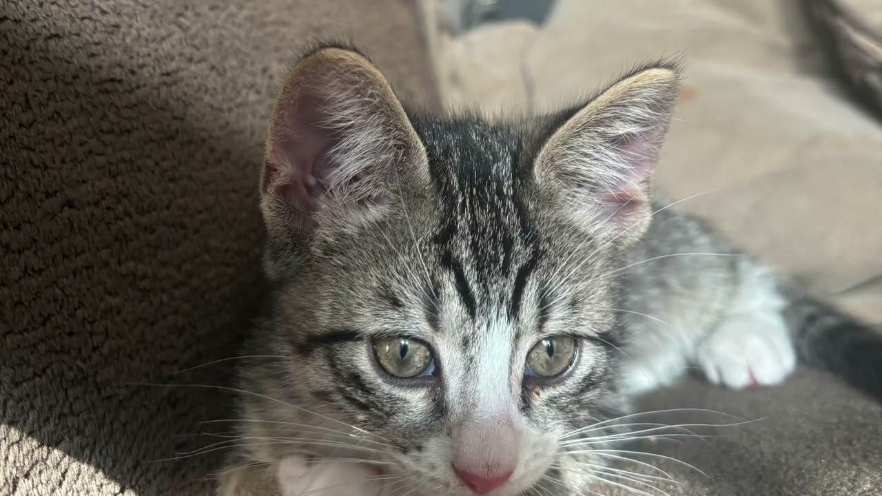 You Are Not Alone Mavis Staples cover by Earnest Astrolabe & The Cosmic Groovy