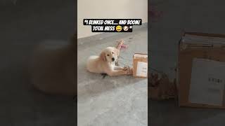 Messiest Golden Retriever Moments
