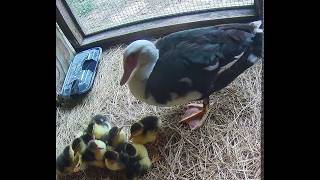 LIVE Muscovy Ducklings 1 day old