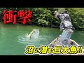 群馬の秘境!大尻沼を初調査したらヤバすぎた!【ネイティブトラウト・丸沼・エリアトラウト・管理釣り場・環湖荘】