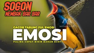 Gak Pakai Lama Tercepat Bikin Sogon Bunyi Gacor  Pancingan Sogon Bahan Gacor Emosi  Sogok Ontong