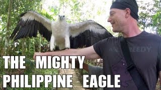 The Mighty Philippine Eagle