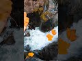 Beautiful Relaxing Music Soft Rain Sounds