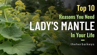 The Hidden Gem of the Garden: 10 Uses for Lady's Mantle