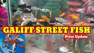 Recent Fish Price In Kolkata🔥🔥 Market Galiff Street Pet Market🔥🔥 Galiff Street fish Market