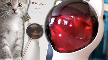 CAT LASER LIGHT POINTER INTERACTIVE TOY for your cat to play | FROM AMAZON
