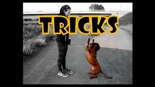 Bavarian Mountain Hound Tricks