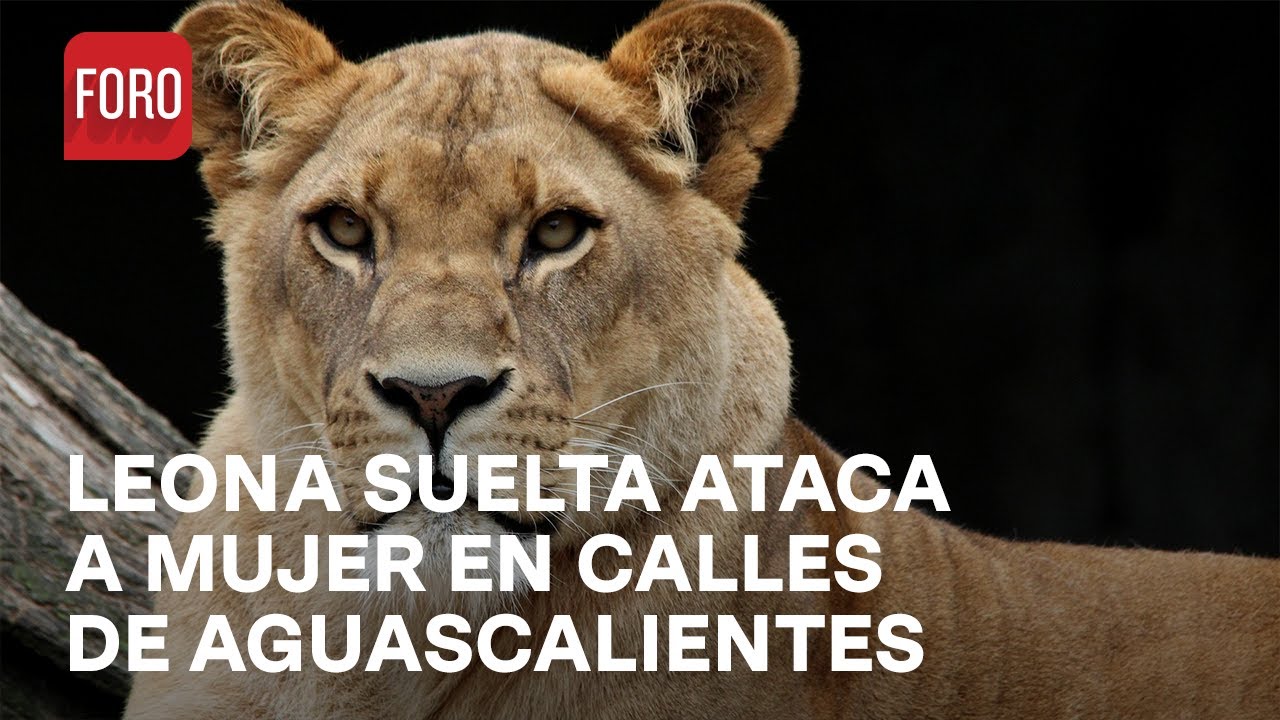 Leona muerde a mujer en calles de Aguascalientes - Las Noticias - YouTube