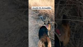 Perro Vs Armadillo 😅 #dog #armadillo