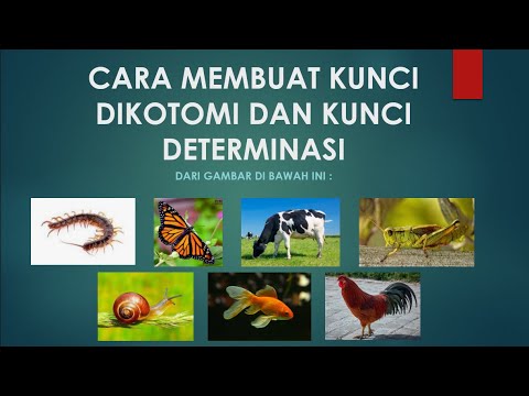 Video: Apakah kunci dikotomi taksonomi bagaimana ia dicipta?