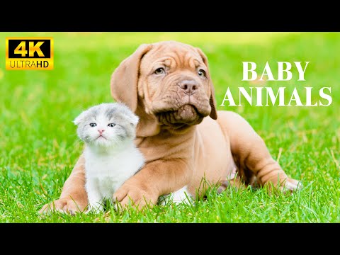 Top Lovely and Colorful Young Animals With Relaxing Music, Healing Music, Baby Animals 4K UHD