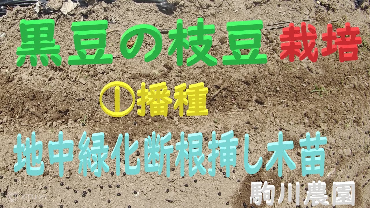 黒豆（丹波黒）の枝豆栽培　①播種（地中緑化断根挿し木苗）目指せ100品目　邑南町　駒川農園　21.6.11