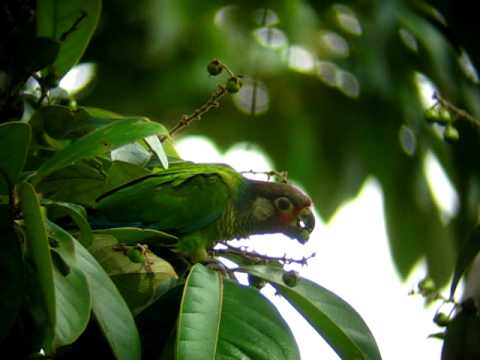 Azuero Parakeet (Pyrrhura eisenmanni) eaten Nance fruits Azuero Parakeet (Pyrrhura eisenmanni) eaten Nance fruits