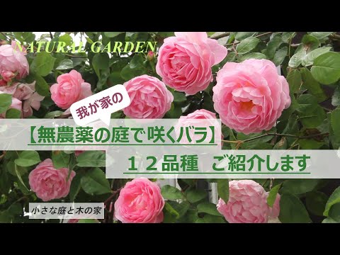 【無農薬の庭で咲くバラ】　我が家の《丈夫な１２品種》をご紹介します