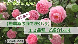 【無農薬の庭で咲くバラ】　我が家の《丈夫な１２品種》をご紹介します