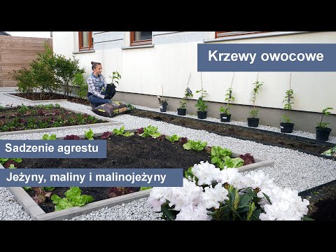 Wideo: Czy jeżyny bez kolców są samopylne?