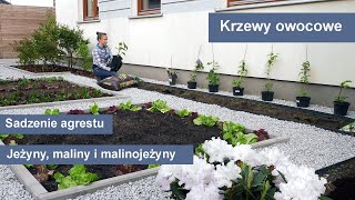 Krzewy owocowe - agrest, jeżyny, maliny i malinojeżyny. Sadzenie krzewów owocowych.