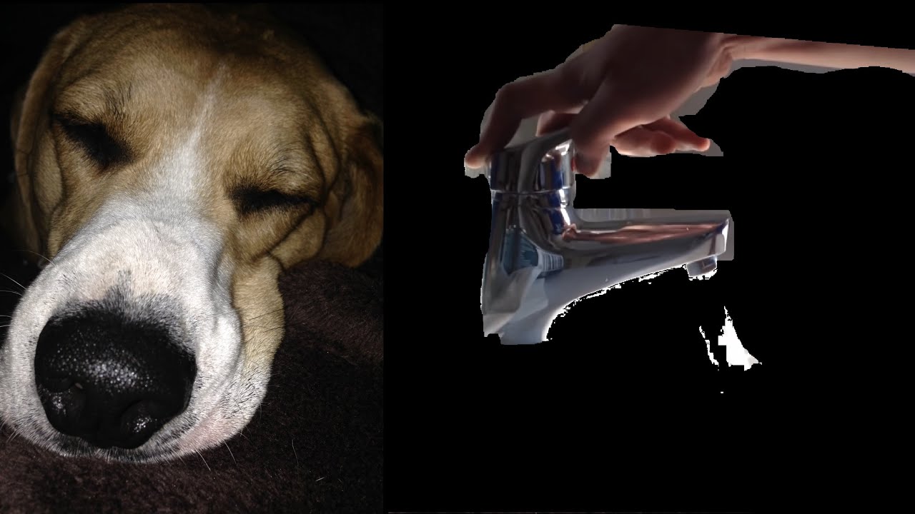 Dog reacts to Budget Hotel Faucet Review - Great way to start the #newyear

Original video: https://youtu.be/N4YEPHijPB0