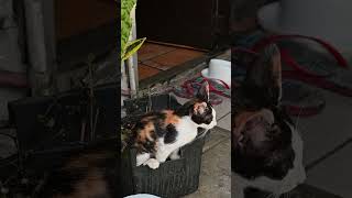 Fast forward. CATS No713 #blackorangewhitekitten