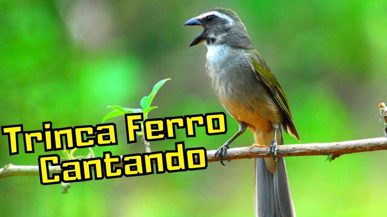 Trinca Ferro Cantando - Trinca ferro Cantando Muito - Canto do Trinca ...