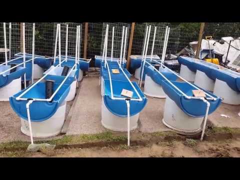 hands-down,,-absolutely-the-best-barrel-garden-system-ever!!-part-1